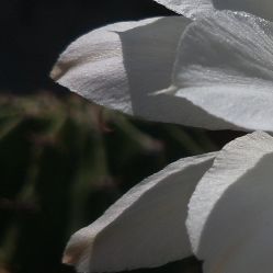 -凡碧诗毛孔收细