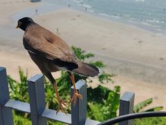 -网红落日悬崖餐厅 The Sky Gallery