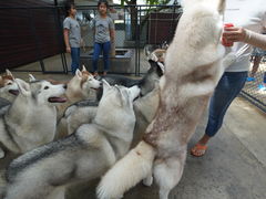 -TrueLove @ Neverland (Husky Cafe)
