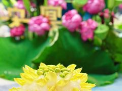 -宋宴(虎跑店)