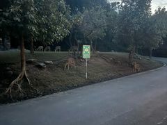 -清迈夜间动物园