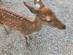 -鹿境梅花鹿生态园区