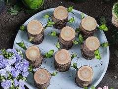 -循礼门鲜花花市(武汉循礼门店)