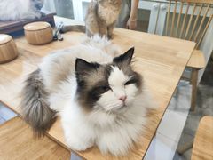 -楼上猫咖(罗湖店)
