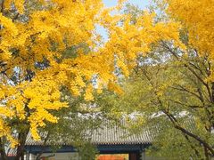 -北京国子监胡同
