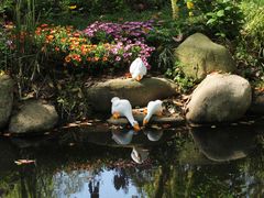 -上海共青森林公园