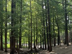 -白水寺森林公园