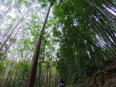 -黄埔油麻山森林公园