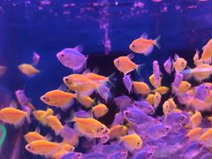 -双季花艺园艺市场(浦东店)