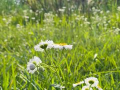 -桤木河湿地公园