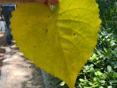 -合肥滨湖国家森林公园