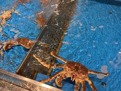 -蟹将军·松叶蟹和牛日料放题自助(K11店)