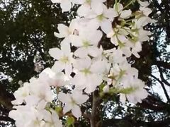 -武汉大学-樱园