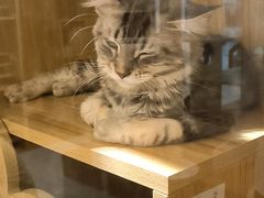 -猫域·湾主题猫咖·宠物吧(南坪城市广场店)