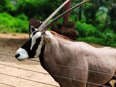 -大连森林动物园