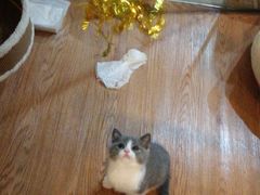 -李小姐の猫咖啡馆(五角场店)