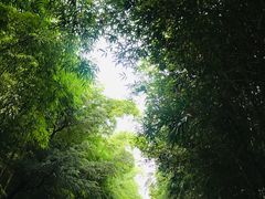 景点-成都大熊猫繁育研究基地