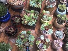 -秀丽东方