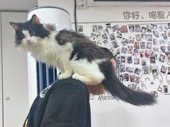 -楼上猫咖(罗湖店)