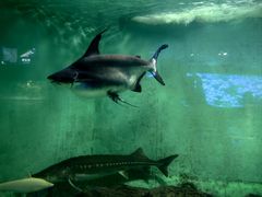 -太平洋海底世界