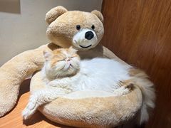 -有猫主题·治愈系猫咖(曾厝垵店)