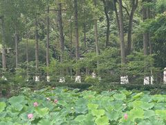 -桂湖森林公园