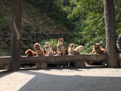 -磐安舞龙峡景区