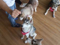 -Husky Go! 哈士奇体验馆·宠物咖啡厅狗咖