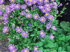 -循礼门鲜花花市(武汉循礼门店)