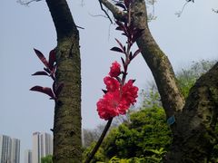 -龙头寺公园
