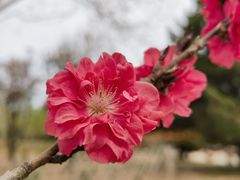 -曹州百花园