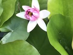 -天津东丽湖风景区