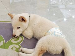 -柴犬小屋·柴餐厅·狗咖食堂(金鼎广场店)