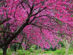 -洛阳市隋唐城遗址植物园