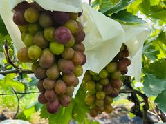 -马陆小张葡萄园农家乐