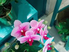-BOBLOOM花店(宝龙旭辉广场店)