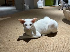 -more than meow吴止猫主题餐厅(承德 中船汇店)