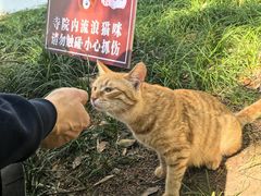 -西园寺素食(西园弄戒幢律寺店)