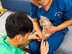 -派美特宠物医院·核磁CT·骨科肿瘤·疑难转诊(沈农禾丰店)