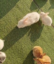 -萌宠亲子动物乐园(槐房万达店)