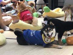 -逗柴咖啡屋·狗咖猫咖宠物桌游