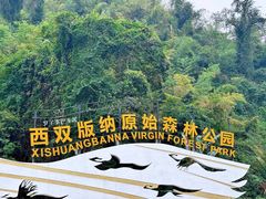 -西双版纳原始森林公园