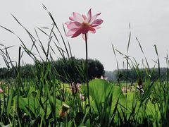 -东郊湿地公园