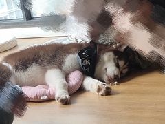 -Husky Go! 哈士奇体验馆·宠物咖啡厅狗咖