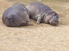 -西霞口神雕山野生动物世界