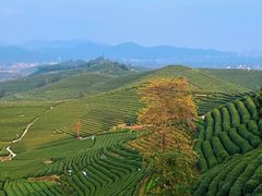 -龙坞茶村