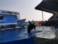 -上海海昌海洋公园