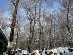 -宫城藏王狐狸村