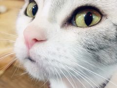 -李小姐の猫咖啡馆(五角场店)