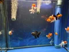 -中环花鸟鱼虫市场